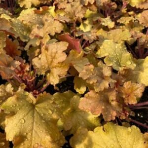 Heuchera x 'Marmalade'