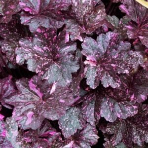 Heuchera x 'Midnight Rose'