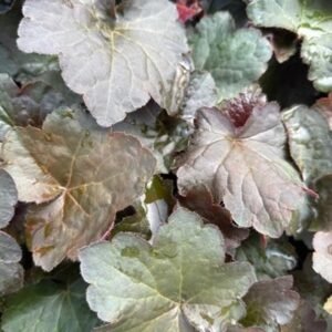 Heuchera Micrantha 'Palace Purple'