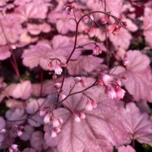 Heuchera x 'Pink Panther