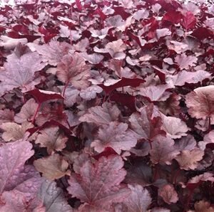 Heuchera x 'Plum Pudding'