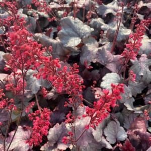 Heuchera x 'Pw Dolce Silver Gumdrop'