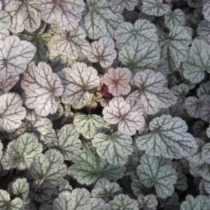 Heuchera x 'Silver Scrolls'