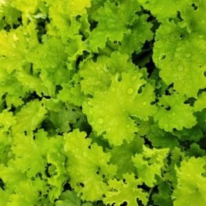 Heuchera x 'Twist Of Lime'