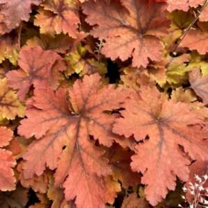 Heucherella x 'Copper King'