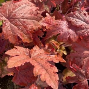 Heucherella x 'Pw Fun And Games Red Rover'