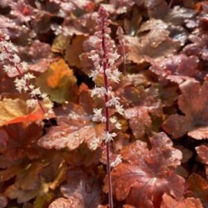 Heucherella x 'Pw Fun And Games Hopscotch'