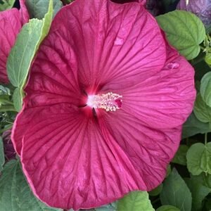 Hibiscus Moscheutos 'Luna Rose'