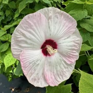 Hibiscus Moscheutos 'Luna Pink Swirl'