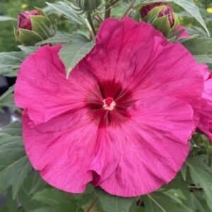 Hibiscus Moscheutos 'Pw Summerific Berry Awesome'