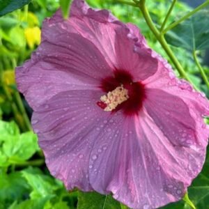 Hibiscus Moscheutos 'Pw Summerific Lilac Crush