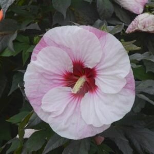 Hibiscus Moscheutos 'Pw Summerific Perfect Storm'
