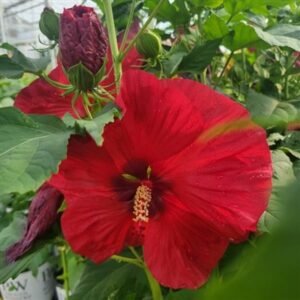 Hibiscus Moscheutos 'Pw Summerific Valentine'S Crush