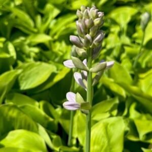 Hosta 'August Moon'