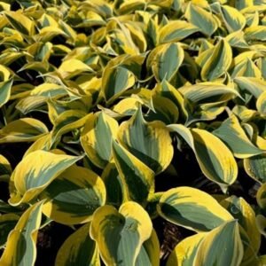 Hosta x 'Pw Shadowland Autumn Frost'