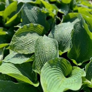 Hosta 'Blue Angel'