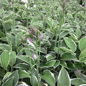 Hosta 'Francee'