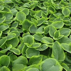 Hosta 'Frances Williams'