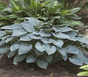 Hosta 'Halcyon'