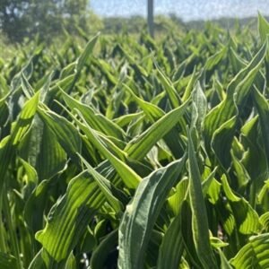 Hosta 'Praying Hands'