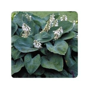 Hosta Sieboldiana 'Elegans'