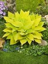 Hosta 'Sunny Halcyon'