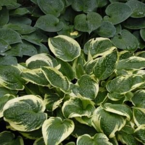 Hosta 'Wide Brim'