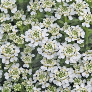 Iberis Sempervirens 'Snowflake'