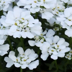 Iberis Sempervirens 'Snowsation'