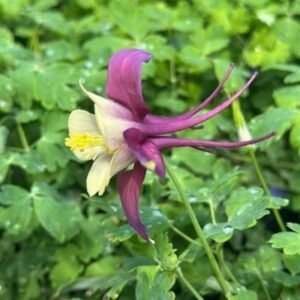 Aquilegia x 'Earlybird Purple Yellow'