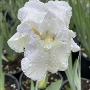 Iris Germanica 'Immortality' #1