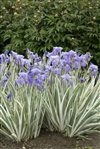 Iris Pallida 'Argentea-Variegata' #1