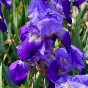 Iris Germanica 'Rosalie Figge' #1
