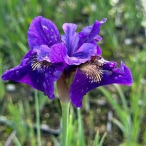 Iris Sibirica 'Ruffled Velvet'