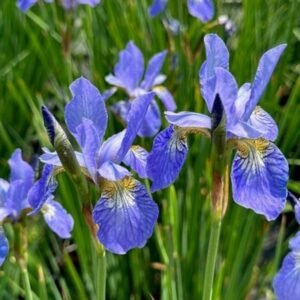 Iris Sibirica 'Silver Edge'