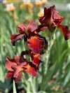 Iris Germanica 'Sultan'S Palace' #1