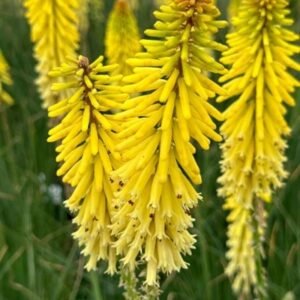 Kniphofia x 'Tn Glow Stick'