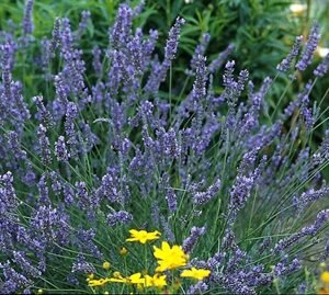 Lavandula Angustifolia 'Grosso'