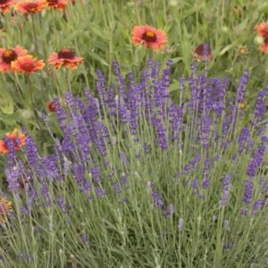 Lavandula Angustifolia 'Hidcote Blue'