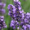 Lavandula Angustioflia 'Superblue'