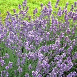 Lavandula Angustioflia 'Munstead'