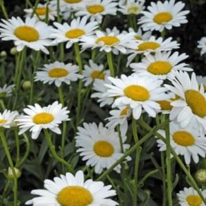 Leucanthemum x Superbum 'Becky'