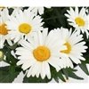 Leucanthemum x Superbum 'Sweet Daisy Christine'