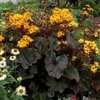 Ligularia Dentata 'Britt-Marie Crawford'