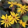Ligularia Dentata 'Midnight Lady' #1