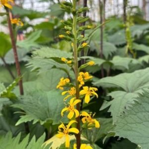 Ligularia Stenocephala 'The Rocket'