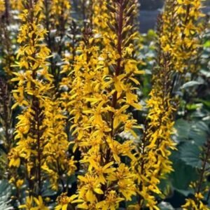 Ligularia Stenocephala 'Little Rocket'