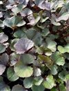 Ligularia Dentata 'Pandora'