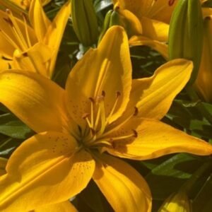 Lilium Asiatic 'Matrix Golden'