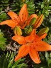 Lilium Asiatic 'Matrix Orange'